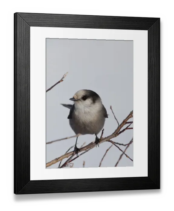 Framed Print : Gray Jay, also Grey Jay, Canada Jay, or Whiskey Jack -Perisoreus canadensis-, Yukon Territory, Canada Framed Print : Gray Jay, also Grey Jay, Canada Jay, or Whiskey Jack -Perisoreus canadensis-, Yukon Territory, Canada