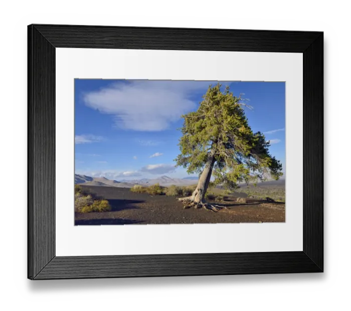 Framed Print : Pine tree -Pinus sp. - on the top of Inferno Cone, shaped by wind and weather, Craters of the Moon National Monument, Highway 20, Idaho, USA Framed Print : Pine tree -Pinus sp. - on the top of Inferno Cone, shaped by wind and weather, Craters of the Moon National Monument, Highway 20, Idaho, USA