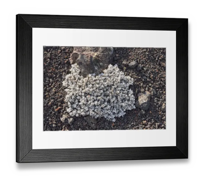 Framed Print : Wild Buckwheat or Cushion Buckwheat -Eriogonum ovalifolium-, Craters of the Moon National Monument, Arco, Highway 20, Idaho, USA