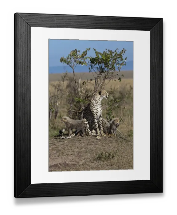 Framed Print : Cheetah -Acinonyx jubatus- with kittens, Masai Mara National Park, Kenya, East Africa, Africa, PublicGround Framed Print : Cheetah -Acinonyx jubatus- with kittens, Masai Mara National Park, Kenya, East Africa, Africa, PublicGround