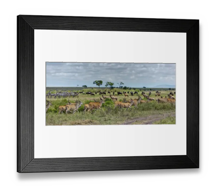 Framed Print : Herds of Eland Antelopes -Taurotragus oryx-, Zebras -Equus quagga- and Blue Wildebeest -Connochaetes taurinus-, Masai Mara National Reserve, Kenya, East Africa, Africa, PublicGround Framed Print : Herds of Eland Antelopes -Taurotragus oryx-, Zebras -Equus quagga- and Blue Wildebeest -Connochaetes taurinus-, Masai Mara National Reserve, Kenya, East Africa, Africa, PublicGround