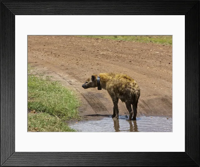 Framed Print : Spotted Hyena or Laughing Hyena -Crocuta crocuta- with a transmitter around its neck, Masai Mara National Reserve, Kenya, East Africa, Africa, PublicGround Framed Print : Spotted Hyena or Laughing Hyena -Crocuta crocuta- with a transmitter around its neck, Masai Mara National Reserve, Kenya, East Africa, Africa, PublicGround