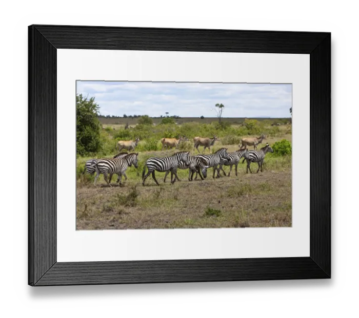 Framed Print : Herds of Eland Antelopes -Taurotragus oryx- and Zebras -Equus quagga-, Masai Mara National Reserve, Kenya, East Africa, Africa, PublicGround Framed Print : Herds of Eland Antelopes -Taurotragus oryx- and Zebras -Equus quagga-, Masai Mara National Reserve, Kenya, East Africa, Africa, PublicGround