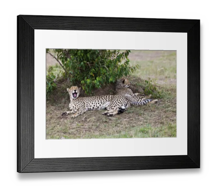 Framed Print : Cheetah -Acinonyx jubatus- with young, Masai Mara National Reserve, Kenya, East Africa, Africa, PublicGround Framed Print : Cheetah -Acinonyx jubatus- with young, Masai Mara National Reserve, Kenya, East Africa, Africa, PublicGround