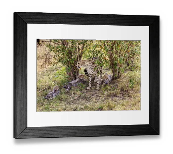 Framed Print : Cheetah -Acinonyx jubatus- with three cubs, Masai Mara National Reserve, Kenya, East Africa, Africa, PublicGround