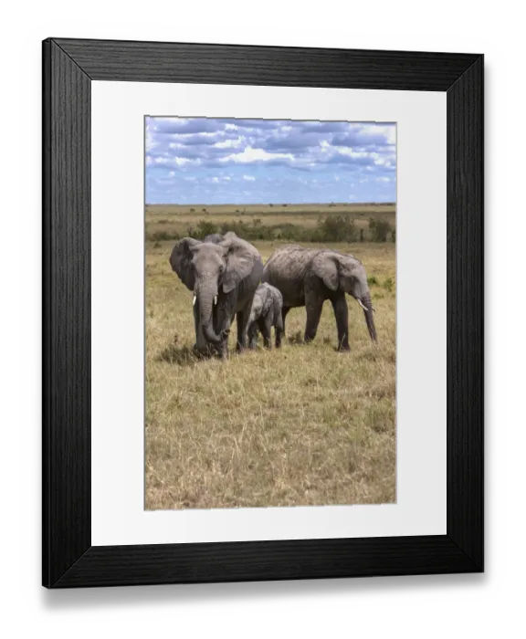 Framed Print : Family of African Bush Elephants -Loxodonta africana-, Masai Mara National Reserve, Kenya, East Africa, Africa, PublicGround Framed Print : Family of African Bush Elephants -Loxodonta africana-, Masai Mara National Reserve, Kenya, East Africa, Africa, PublicGround