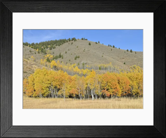 Framed Print : Aspen trees -Populus tremula- with autumnal coloured foliage, Highway 75, Ketchum, Idaho, USA Framed Print : Aspen trees -Populus tremula- with autumnal coloured foliage, Highway 75, Ketchum, Idaho, USA
