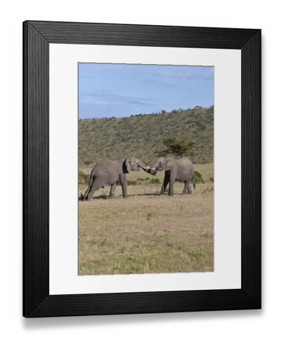 Framed Print : African Bush Elephants -Loxodonta africana-, two young bulls fighting each other, Masai Mara National Reserve, Kenya, East Africa, Africa, PublicGround
