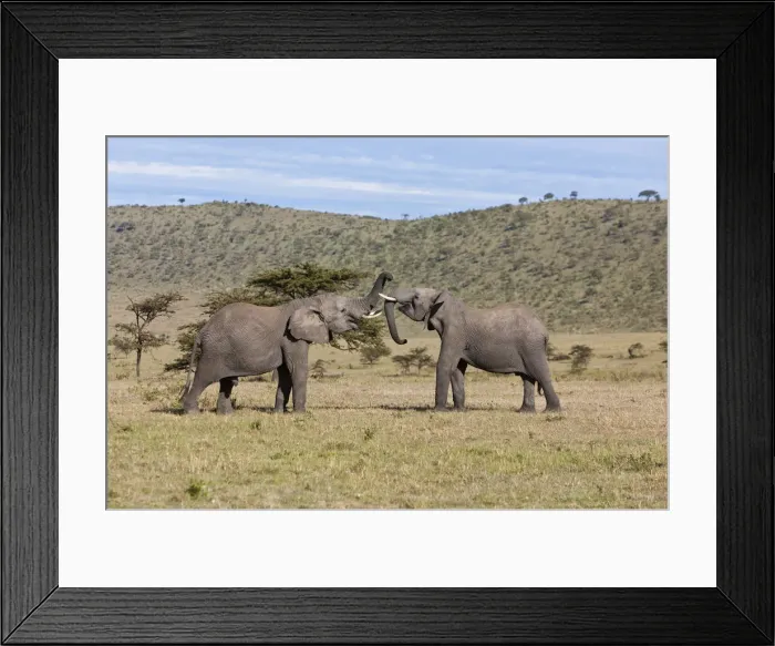 Framed Print : African Bush Elephants -Loxodonta africana-, two young bulls fighting each other, Masai Mara National Reserve, Kenya, East Africa, Africa, PublicGround