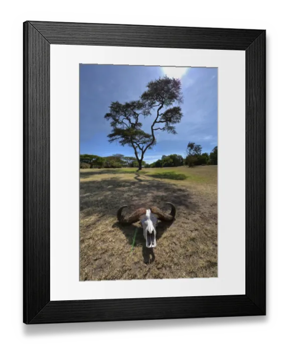 Framed Print : Skull of an African Buffalo -Syncerus caffer-, Masai Mara National Reserve, Kenya, East Africa, Africa Framed Print : Skull of an African Buffalo -Syncerus caffer-, Masai Mara National Reserve, Kenya, East Africa, Africa