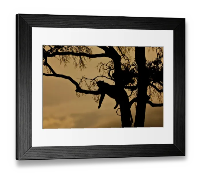 Framed Print : Leopard -Panthera pardus- resting on a fig tree at dusk, silhouette, Masai Mara National Reserve, Kenya, East Africa, Africa, PublicGround Framed Print : Leopard -Panthera pardus- resting on a fig tree at dusk, silhouette, Masai Mara National Reserve, Kenya, East Africa, Africa, PublicGround
