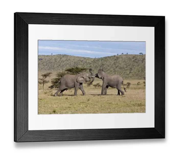 Framed Print : African Bush Elephant -Loxodonta africana-, two young bulls fighting each other, Masai Mara National Reserve, Kenya, East Africa, Africa, PublicGround Framed Print : African Bush Elephant -Loxodonta africana-, two young bulls fighting each other, Masai Mara National Reserve, Kenya, East Africa, Africa, PublicGround
