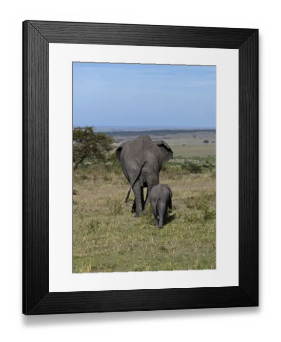 Framed Print : African Bush Elephants -Loxodonta africana-, cow with calf from behind, Masai Mara National Reserve, Kenya, East Africa, Africa, PublicGround Framed Print : African Bush Elephants -Loxodonta africana-, cow with calf from behind, Masai Mara National Reserve, Kenya, East Africa, Africa, PublicGround