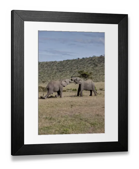 Framed Print : African Bush Elephant -Loxodonta africana-, two young bulls fighting each other, Masai Mara National Reserve, Kenya, East Africa, Africa, PublicGround Framed Print : African Bush Elephant -Loxodonta africana-, two young bulls fighting each other, Masai Mara National Reserve, Kenya, East Africa, Africa, PublicGround