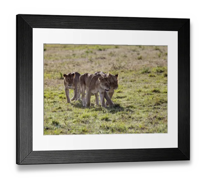Framed Print : Group of young Lions -Panthera leo-, Masai Mara National Reserve, Kenya, East Africa, Africa, PublicGround