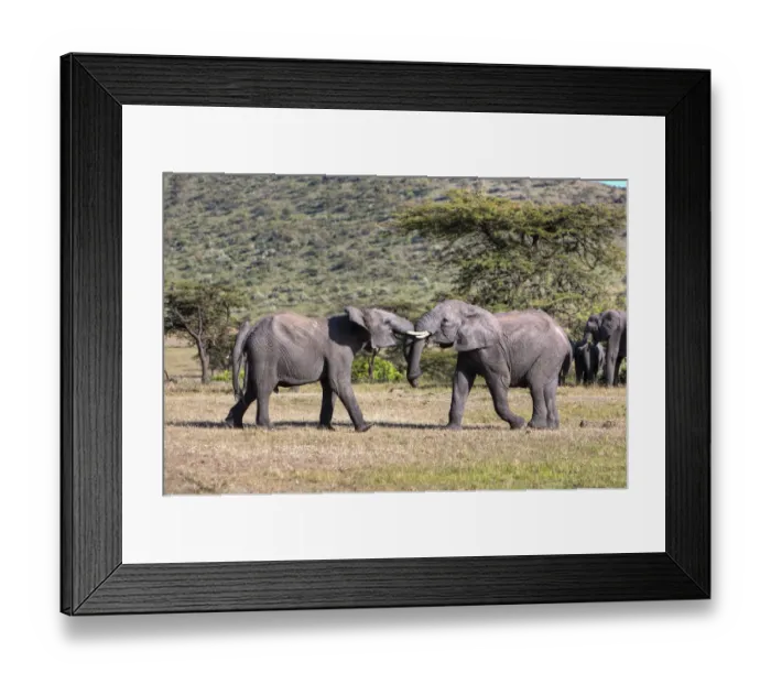 Framed Print : African Bush Elephant -Loxodonta africana-, two young bulls fighting each other, Masai Mara National Reserve, Kenya, East Africa, Africa, PublicGround Framed Print : African Bush Elephant -Loxodonta africana-, two young bulls fighting each other, Masai Mara National Reserve, Kenya, East Africa, Africa, PublicGround