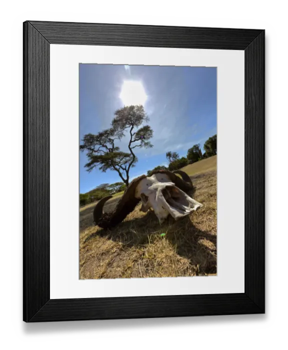 Framed Print : Skull of an African Buffalo -Syncerus caffer-, Masai Mara National Reserve, Kenya, East Africa, Africa Framed Print : Skull of an African Buffalo -Syncerus caffer-, Masai Mara National Reserve, Kenya, East Africa, Africa