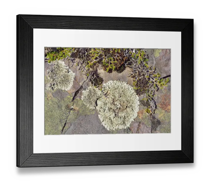 Framed Print : Moss, Map Lichen -Rhizocarpon geographicum- and other lichen, Hells Canyon, Oxbow, Idaho, USA