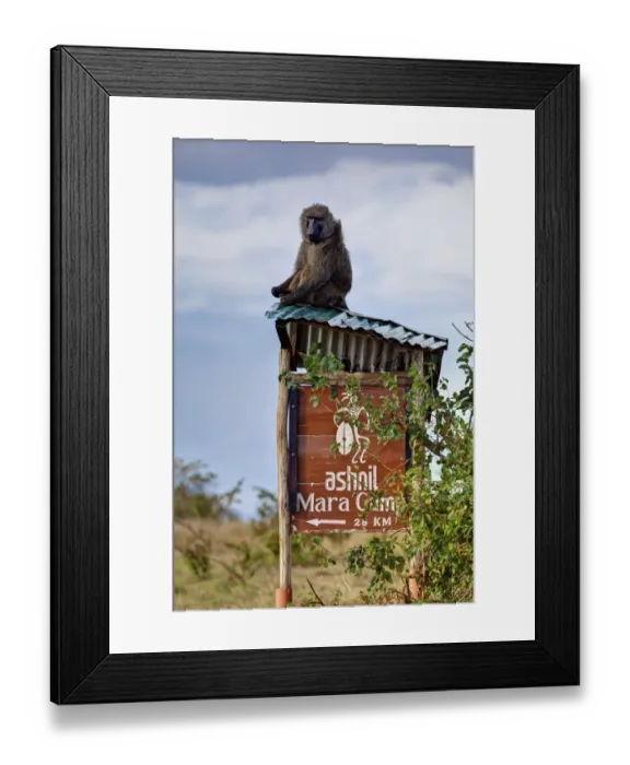 Framed Print : Olive baboon (Papio anubis) sitting on the corrugated iron roof of a sign to Ashnil Mara Camp, Masai Mara National Reserve, Kenya Framed Print : Olive baboon (Papio anubis) sitting on the corrugated iron roof of a sign to Ashnil Mara Camp, Masai Mara National Reserve, Kenya