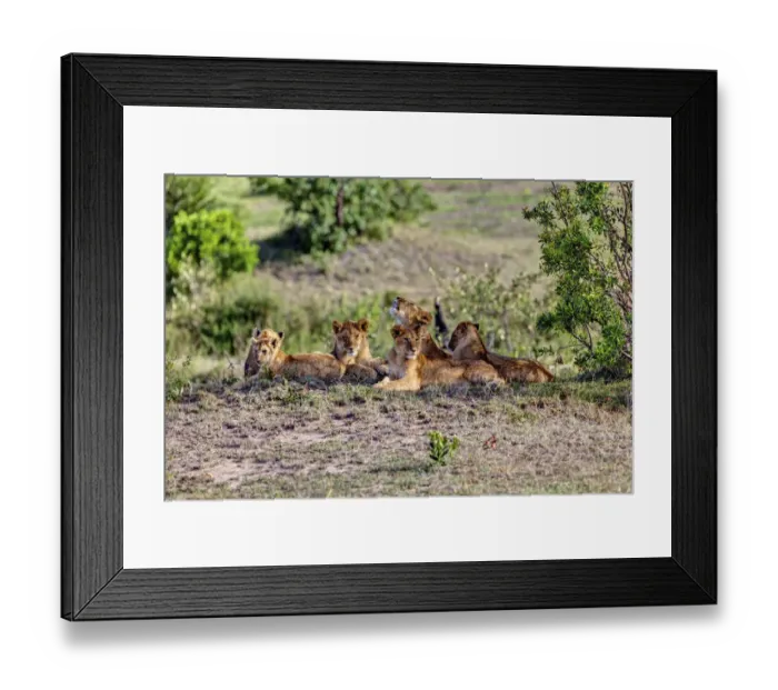 Framed Print : Group of young Lions -Panthera leo- resting, Masai Mara National Reserve, Kenya, East Africa, Africa, PublicGround Framed Print : Group of young Lions -Panthera leo- resting, Masai Mara National Reserve, Kenya, East Africa, Africa, PublicGround