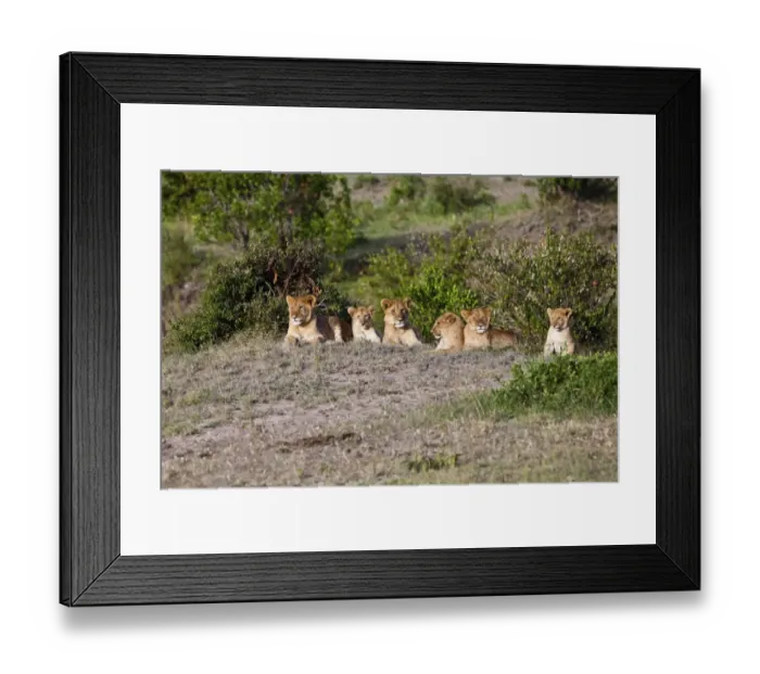Framed Print : Group of young Lions -Panthera leo- resting, Masai Mara National Reserve, Kenya, East Africa, Africa, PublicGround Framed Print : Group of young Lions -Panthera leo- resting, Masai Mara National Reserve, Kenya, East Africa, Africa, PublicGround