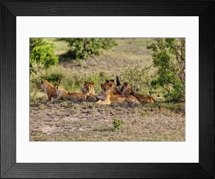 Framed Print : Group of young Lions -Panthera leo- resting, Masai Mara National Reserve, Kenya, East Africa, Africa, PublicGround Framed Print : Group of young Lions -Panthera leo- resting, Masai Mara National Reserve, Kenya, East Africa, Africa, PublicGround