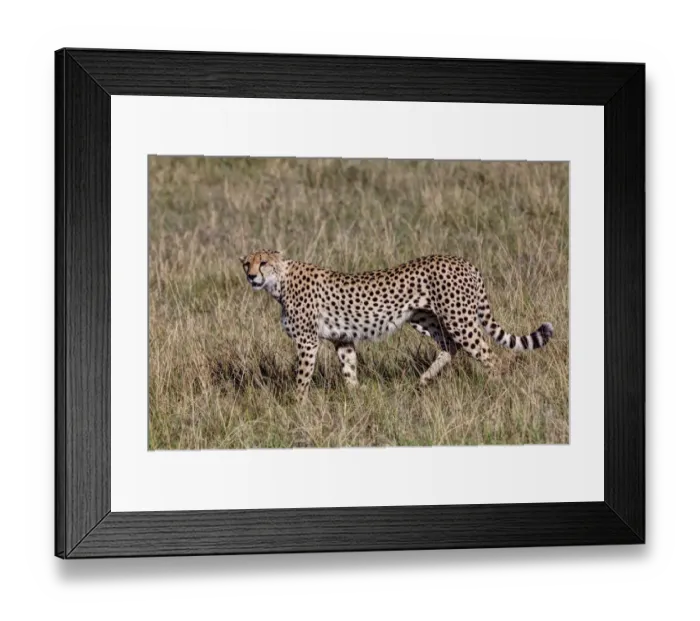 Framed Print : Cheetah -Acinonyx jubatus-, Masai Mara National Reserve, Kenya, East Africa, Africa, PublicGround Framed Print : Cheetah -Acinonyx jubatus-, Masai Mara National Reserve, Kenya, East Africa, Africa, PublicGround