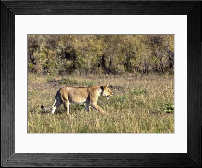 Framed Print : Old Lioness -Panthera leo- on the prowl, Masai Mara National Reserve, Kenya, East Africa, Africa, PublicGround Framed Print : Old Lioness -Panthera leo- on the prowl, Masai Mara National Reserve, Kenya, East Africa, Africa, PublicGround