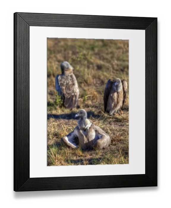 Framed Print : White-backed Vultures -Gyps africanus-, Masai Mara National Reserve, Kenya, East Africa, Africa, PublicGround Framed Print : White-backed Vultures -Gyps africanus-, Masai Mara National Reserve, Kenya, East Africa, Africa, PublicGround