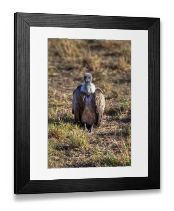 Framed Print : White-backed Vulture -Gyps africanus-, Masai Mara National Reserve, Kenya, East Africa, Africa, PublicGround Framed Print : White-backed Vulture -Gyps africanus-, Masai Mara National Reserve, Kenya, East Africa, Africa, PublicGround