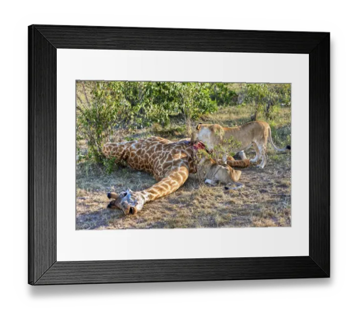 Framed Print : Pride of Lions -Panthera leo- feeding on a giraffe, Masai Mara National Park, Kenya, East Africa, Africa, PublicGround Framed Print : Pride of Lions -Panthera leo- feeding on a giraffe, Masai Mara National Park, Kenya, East Africa, Africa, PublicGround