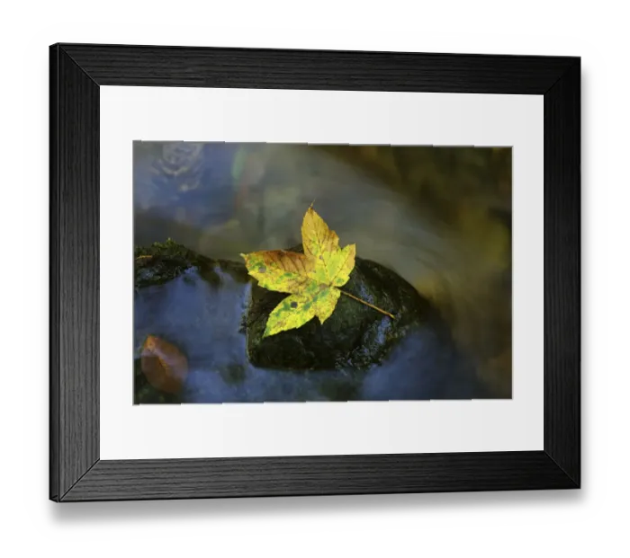 Framed Print : Autumn leaf on a rock in a stream Framed Print : Autumn leaf on a rock in a stream
