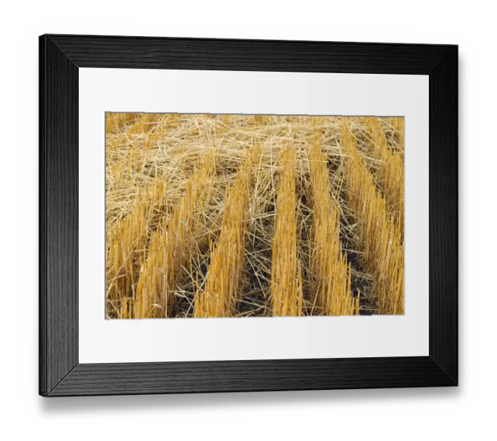 Framed Print : Harvested grain field near Moscow, Highway 95, Idaho, USA Framed Print : Harvested grain field near Moscow, Highway 95, Idaho, USA