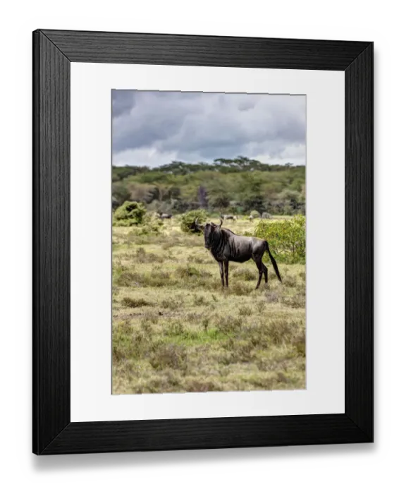 Framed Print : Blue Wildebeest -Connochaetes taurinus-, Masai Mara National Reserve, Kenya, East Africa, Africa, PublicGround Framed Print : Blue Wildebeest -Connochaetes taurinus-, Masai Mara National Reserve, Kenya, East Africa, Africa, PublicGround