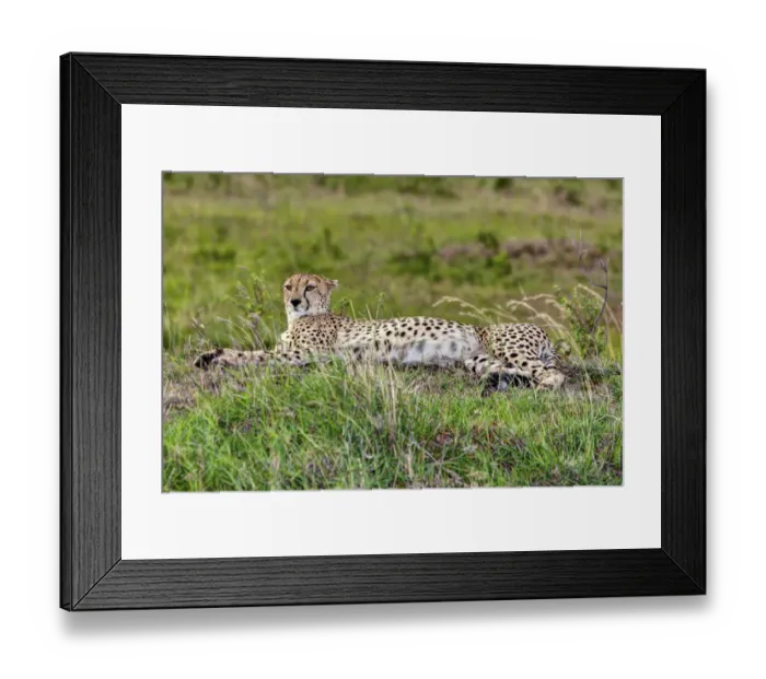 Framed Print : Cheetah -Acinonyx jubatus-, Msai Mara National Reserve, Kenya, East Africa, Africa, PublicGround Framed Print : Cheetah -Acinonyx jubatus-, Msai Mara National Reserve, Kenya, East Africa, Africa, PublicGround