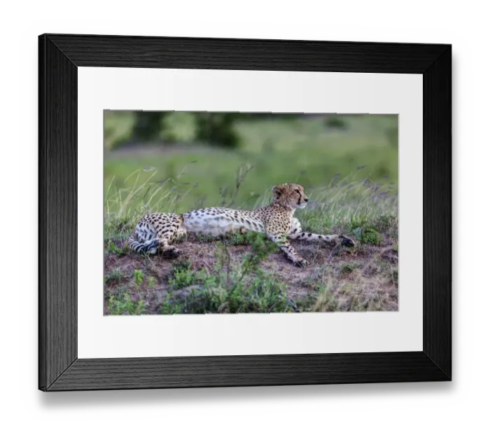 Framed Print : Cheetah -Acinonyx jubatus-, Msai Mara National Reserve, Kenya, East Africa, Africa, PublicGround Framed Print : Cheetah -Acinonyx jubatus-, Msai Mara National Reserve, Kenya, East Africa, Africa, PublicGround
