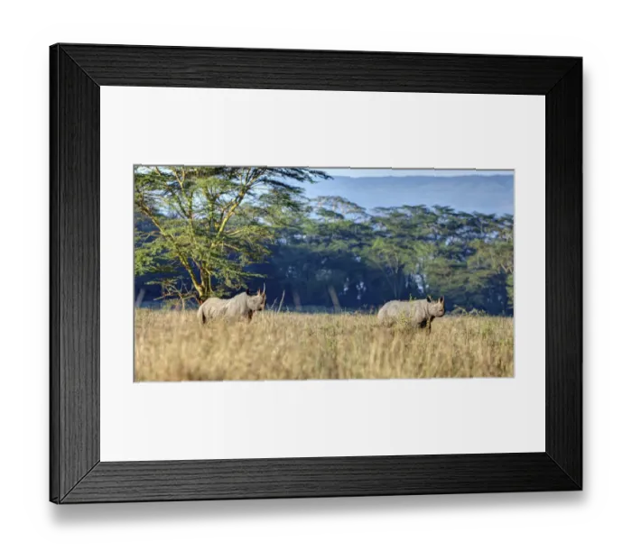 Framed Print : Black rhinoceros -Diceros bicornis-, Lake Nakuru National Park, Kenya, East Africa, Africa, PublicGround Framed Print : Black rhinoceros -Diceros bicornis-, Lake Nakuru National Park, Kenya, East Africa, Africa, PublicGround
