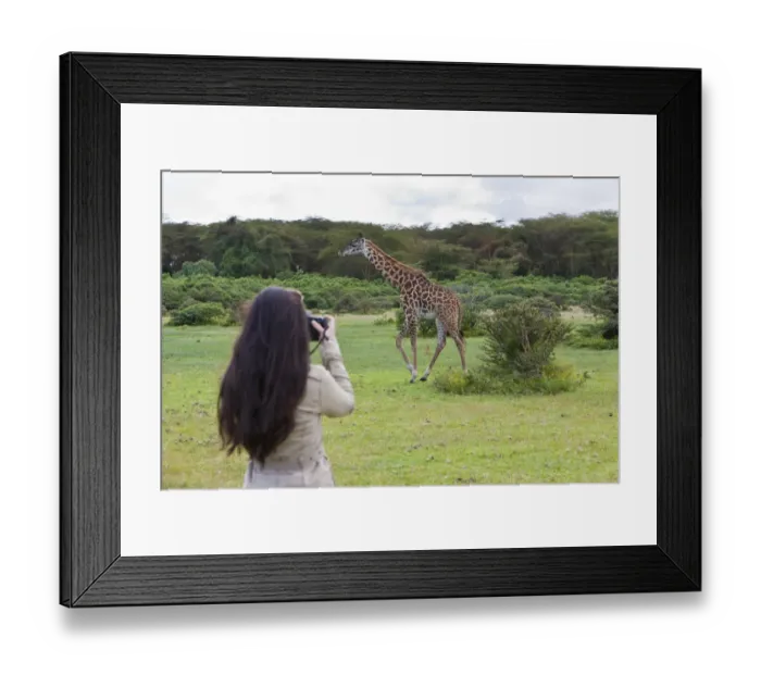 Framed Print : Young female photographer taking pictures of a Masai Giraffe -Giraffa camelopardalis tippelskirchi-, Lake Naivasha, Kenya, East Africa, Africa, PublicGround Framed Print : Young female photographer taking pictures of a Masai Giraffe -Giraffa camelopardalis tippelskirchi-, Lake Naivasha, Kenya, East Africa, Africa, PublicGround