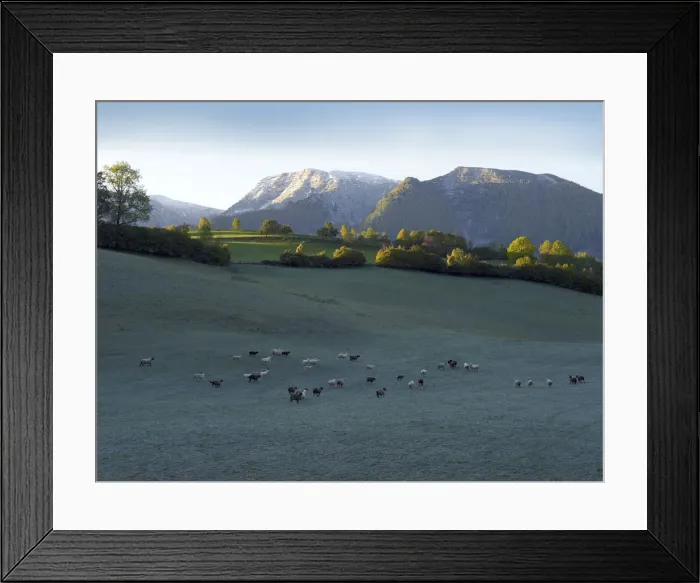 Framed Print : Flock of sheep in the morning dew, Limestone Alps National Park near Windischgarsten, Austria, Europe Framed Print : Flock of sheep in the morning dew, Limestone Alps National Park near Windischgarsten, Austria, Europe