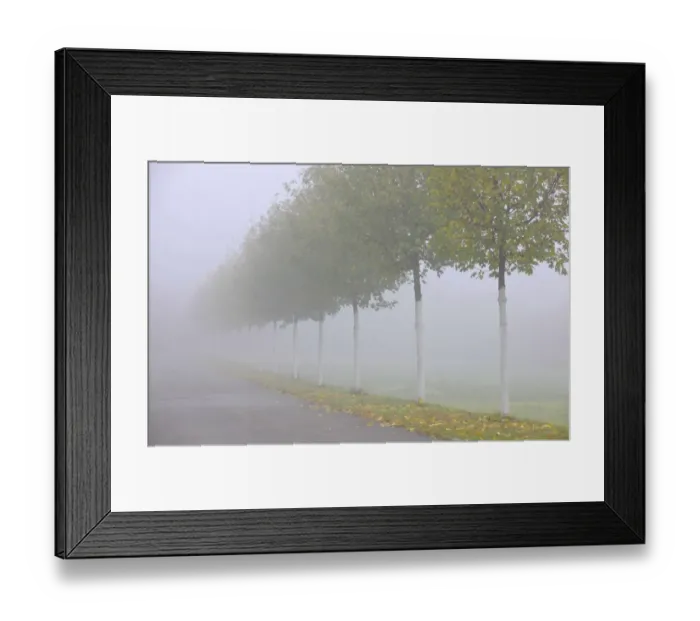 Framed Print : Autumn mood, tree-lined avenue in fog, Stuttgart, Baden-Wuerttemberg, Germany, Europe Framed Print : Autumn mood, tree-lined avenue in fog, Stuttgart, Baden-Wuerttemberg, Germany, Europe