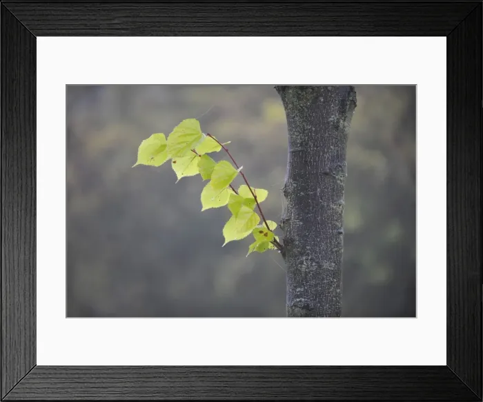 Framed Print : Autumn mood, leaves changing their colour, Stuttgart, Baden-Wuerttemberg, Germany, Europe Framed Print : Autumn mood, leaves changing their colour, Stuttgart, Baden-Wuerttemberg, Germany, Europe