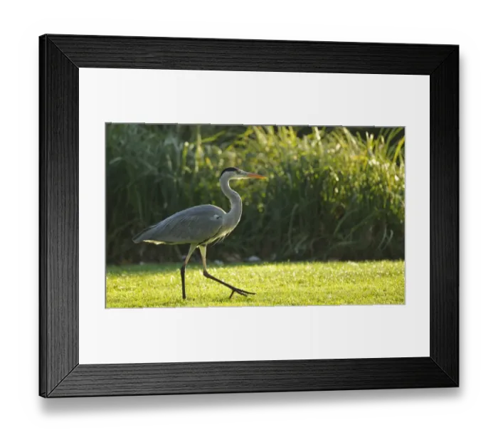 Framed Print : Grey Heron -Ardea cinerea- on meadow in front of reeds, Stuttgart, Baden-Wuerttemberg, Germany, Europe Framed Print : Grey Heron -Ardea cinerea- on meadow in front of reeds, Stuttgart, Baden-Wuerttemberg, Germany, Europe