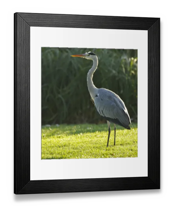 Framed Print : Grey Heron -Ardea cinerea- on meadow in front of reeds, Stuttgart, Baden-Wuerttemberg, Germany, Europe Framed Print : Grey Heron -Ardea cinerea- on meadow in front of reeds, Stuttgart, Baden-Wuerttemberg, Germany, Europe