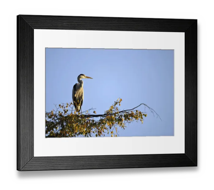 Framed Print : Grey Heron -Ardea cinerea- sitting on a branch, Stuttgart, Baden-Wuerttemberg, Germany, Europe