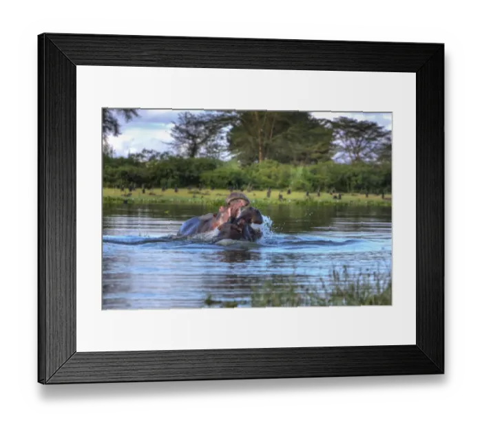 Framed Print : Hippopotamus -Hippopotamus amphibius-, Lake Naivasha, Kenya, East Africa, Africa, PublicGround Framed Print : Hippopotamus -Hippopotamus amphibius-, Lake Naivasha, Kenya, East Africa, Africa, PublicGround