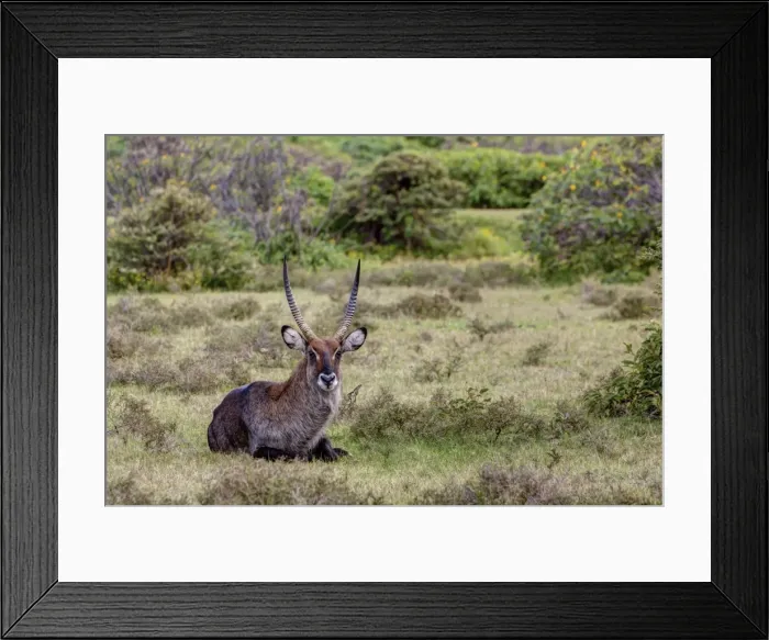 Framed Print : Waterbuck -Kobus ellipsiprymnus-, Lake Naivasha, Kenya, East Africa, Africa, PublicGround Framed Print : Waterbuck -Kobus ellipsiprymnus-, Lake Naivasha, Kenya, East Africa, Africa, PublicGround