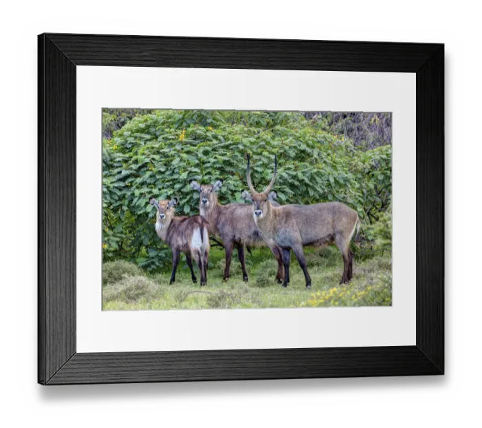 Framed Print : Waterbucks -Kobus ellipsiprymnus-, Lake Naivasha, Kenya, East Africa, Africa, PublicGround Framed Print : Waterbucks -Kobus ellipsiprymnus-, Lake Naivasha, Kenya, East Africa, Africa, PublicGround