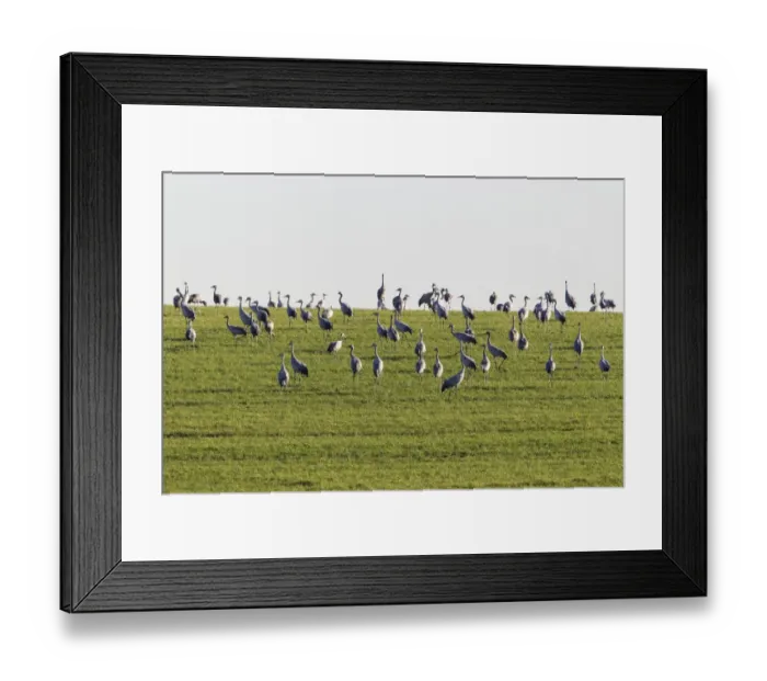 Framed Print : Cranes -Grus grus- on a meadow, Ruegen Island, Mecklenburg-Western Pomerania, Germany, Europe Framed Print : Cranes -Grus grus- on a meadow, Ruegen Island, Mecklenburg-Western Pomerania, Germany, Europe