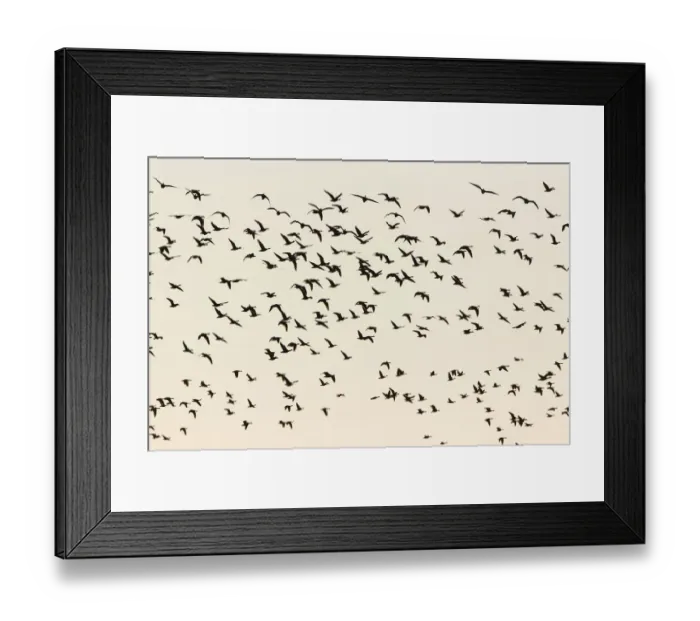 Framed Print : Greylag Geese -Anser anser- in flight, Ruegen Island, Mecklenburg-Western Pomerania, Germany, Europe Framed Print : Greylag Geese -Anser anser- in flight, Ruegen Island, Mecklenburg-Western Pomerania, Germany, Europe
