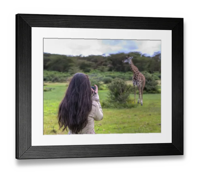Framed Print : Woman taking picture of a Masai giraffe (Giraffa camelopardalis tippelskirchi), Lake Naivasha, Kenya Framed Print : Woman taking picture of a Masai giraffe (Giraffa camelopardalis tippelskirchi), Lake Naivasha, Kenya